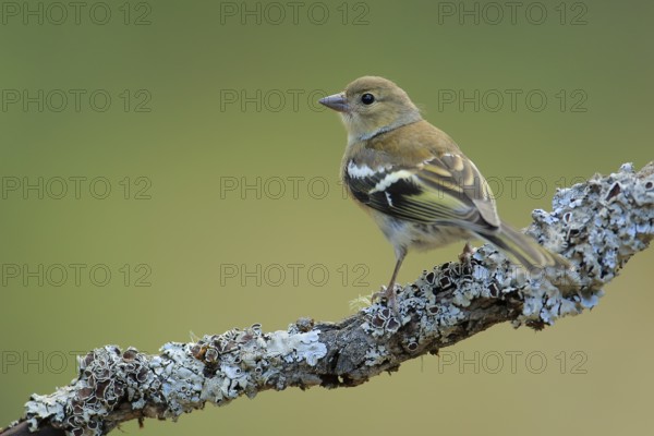 Common Chaffinch (Fringilla coelebs) juvenile perched on lichen branch, Andalusia, Spain