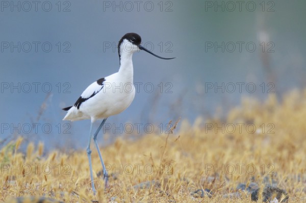 Pied Avocet (Recurvirostra avosetta), Lesvos, Greece