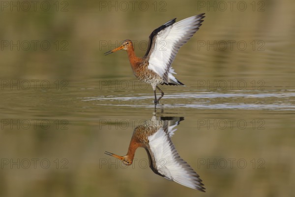 Black-tailed Godwit (Limosa limosa) landing, Texel, Netherlands
