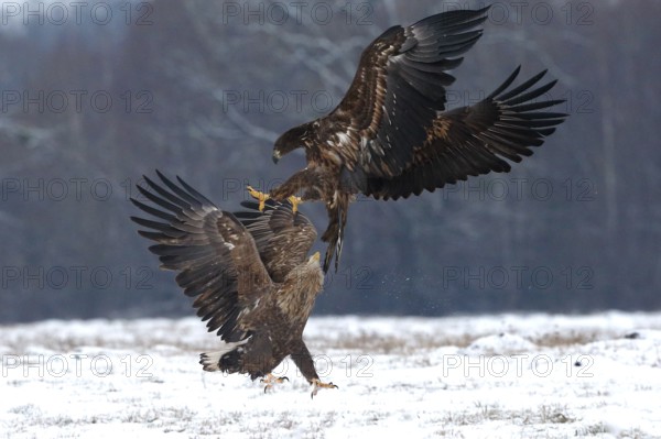 White-tailed Eagle (Haliaeetus albicilla) juveniles wrangling, Poland