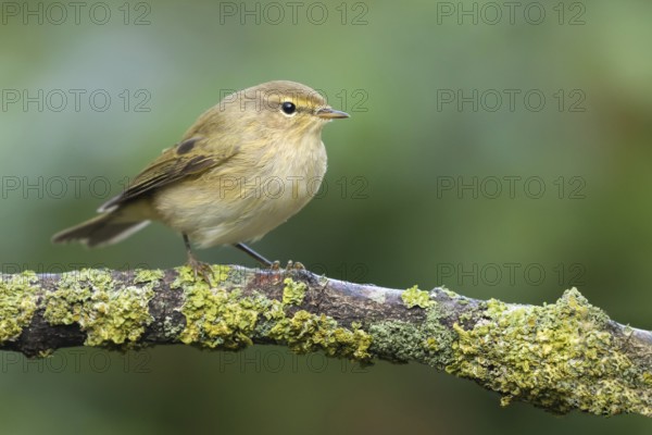 Common Chiffchaff (Phylloscopus collybita) perched on a branch, Lower Saxony, Germany