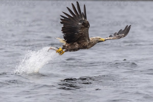 White-tailed Eagle (Haliaeetus albicilla) hunting, Norway