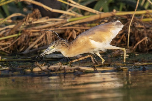 Squacco Heron (Ardeola ralloides), Eilat, Israel
