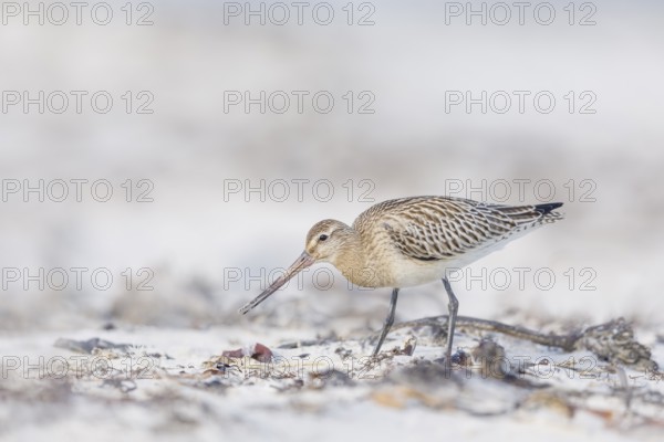 Pfuhlschnepfe, Limosa lapponica Bar-tailed Godwit, Limosa lapponica