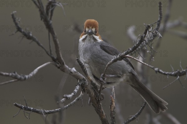 Rufous-eared Brushfinch (Atlapetes rufigenis), Central Highlands, Peru