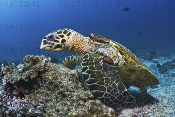 Echte Karettschildkröte, Eretmochelys imbricata Hawksbill Turtle, Eretmochelys imbricata