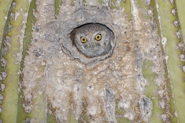 Elf Owl (Micrathene whitneyi) peering from nest hole in Saguaro cactus (Carnegiea gigantea), Arizona, USA