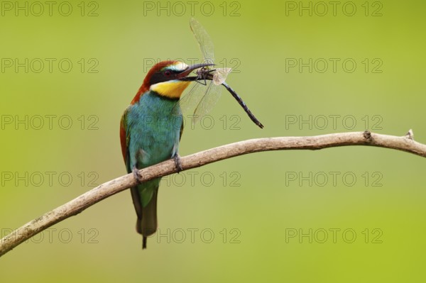 European Bee-eater, Merops apiaster, beautiful bird sitting on the branch with dragonfly in the bill, action scene in the nature habitat, Bulgaria. Animal with catch