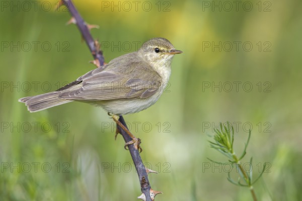 Willow Warbler (Phylloscopus trochilus) perched on thorny branch, Poland