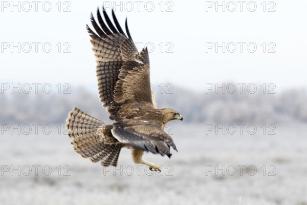 Bonelli's Eagle (Aquila fasciata) juvenile flying, Castile-La Mancha, Spain