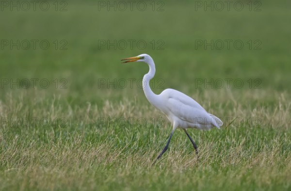 Great Egret (Ardea alba), North Rhine-Westphalia, Germany