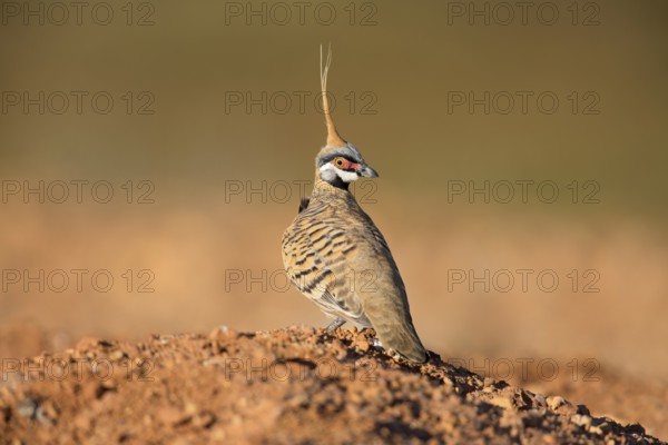 Spinifex Pigeon (Geophaps plumifera) perched on the ground, Queensland, Australia