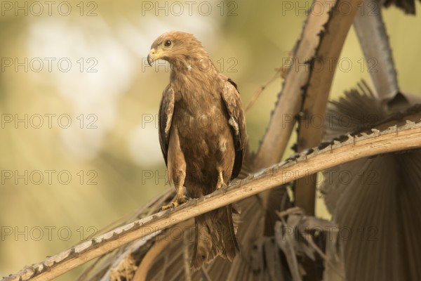 Black Kite (Milvus migrans), Gambia