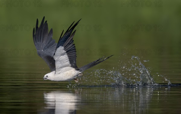 Swallow-tailed Kite (Elanoides forficatus) drinking in flight, Florida, USA