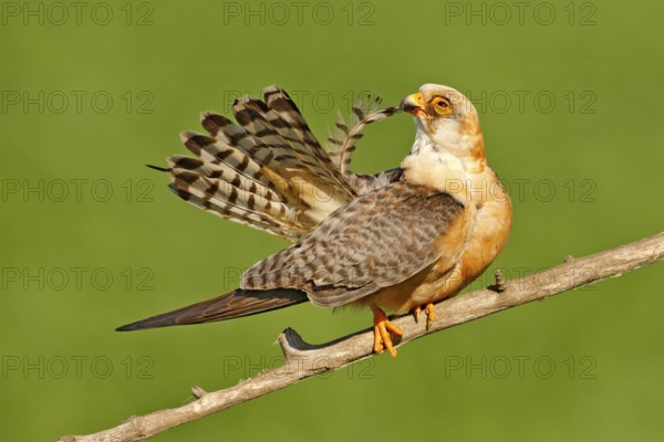 Red-footed Falcon, Falco vespertinus, bird sitting on branch with clear green background, cleaning plumage, feather in the bill, animal in the nature habitat, Hungary. Bird cleaning tail plumage