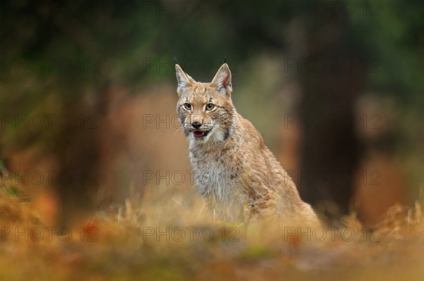Hunting Eurasian Lynx in green forest. Portrait of cute young cat. Wildlife scene from European nature. Lynx in the nature habitat, Sumava, Czech Republic