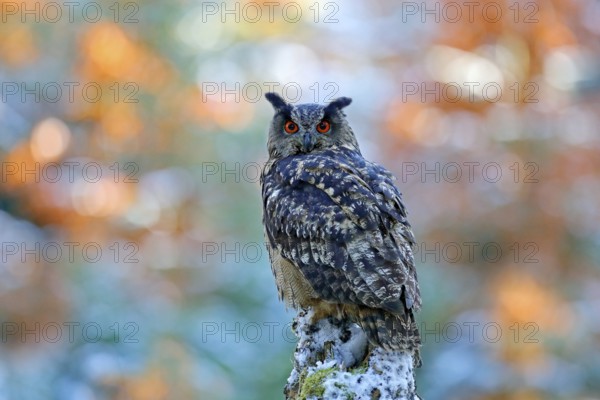 Winter and autumn forest with beautiful bird. Eurasian Eagle Owl, Bubo Bubo, sitting on the tree stump, close-up, wildlife photo in the forest, orange autumn colour, Norway. Colour background with owl