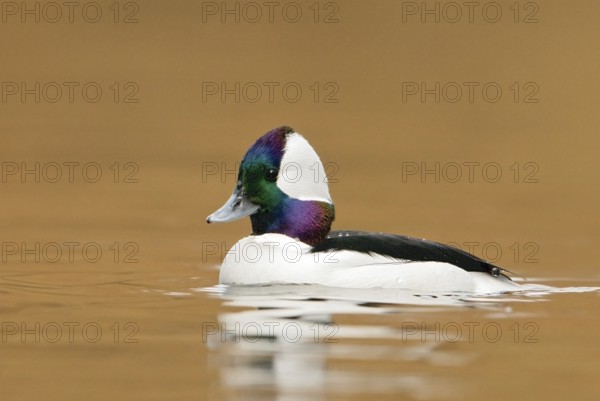Bufflehead (Bucephala albeola) male, British Columbia, Canada