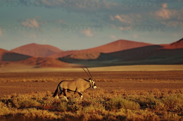 Gemsbok with orange sand dune evening sunset. Gemsbuck, Oryx gazella, large antelope in nature habitat, Sossusvlei, Namibia. Wild animals in the savannah. Animal with big straight antler horn