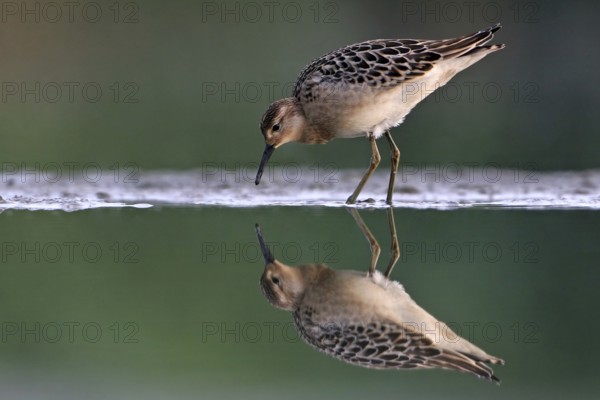 Ruff (Calidris pugnax), Greece