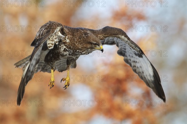 Common Buzzard (Buteo buteo) flying, Saxony, Germany
