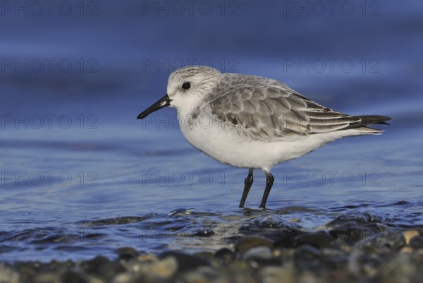 Sanderling (Calidris alba), British Columbia, Canada