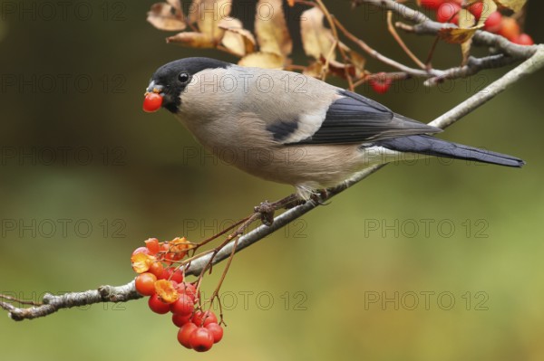 Eurasian Bullfinch (Pyrrhula pyrrhula) female, Lower Saxony, Germany