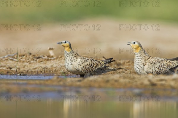 Crowned Sandgrouse (Pterocles coronatus), Oman