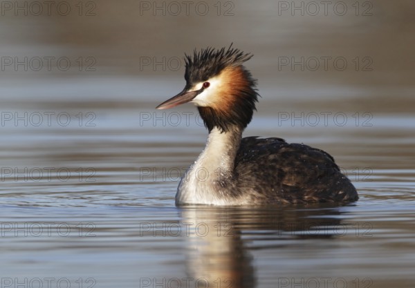 Australasian Crested Grebe (Podiceps cristatus australis), Queensland, Australia