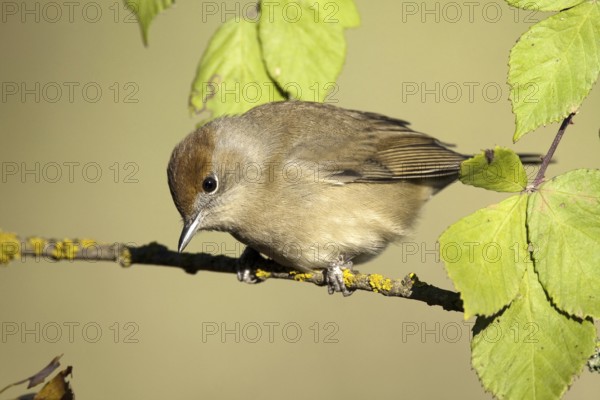 Eurasian Blackcap (Sylvia atricapilla) female, Castile-La Mancha, Spain