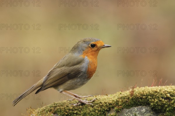European Robin (Erithacus rubecula), Lower Saxony, Germany