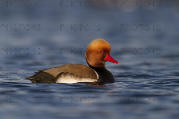 Red-crested Pochard (Netta rufina) male, Bavaria, Germany