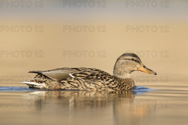 Zwemmende Eend vanuit laag standpunt, mallard swimming low point of view