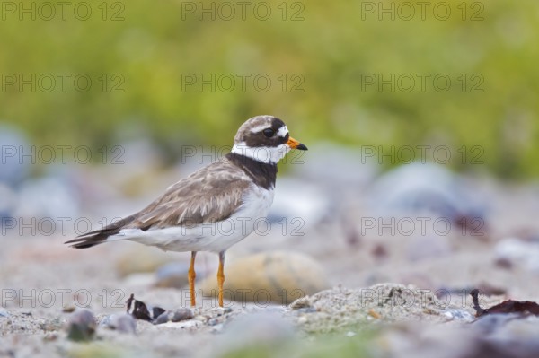 Common Ringed Plover (Charadrius hiaticula), Schleswig-Holstein, Germany