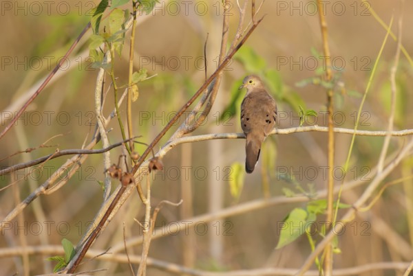 Long-tailed Ground Dove (Uropelia campestris) perched on a branch, Mato Grosso, Brazil