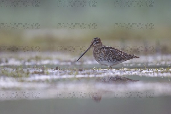 Common Snipe (Gallinago gallinago) foraging, North Rhine-Westphalia, Germany
