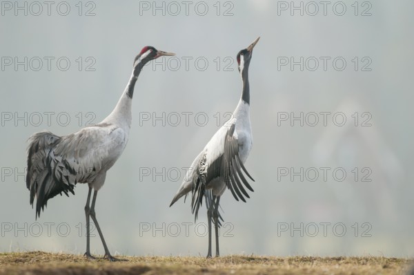 Common Crane (Grus grus), Sweden