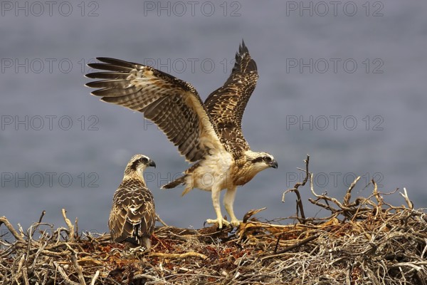 Eastern Osprey (Pandion cristatus) juveniles, Western Australia, Australia