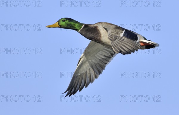 Mallard (Anas platyrhynchos) male flying, British Columbia, Canada