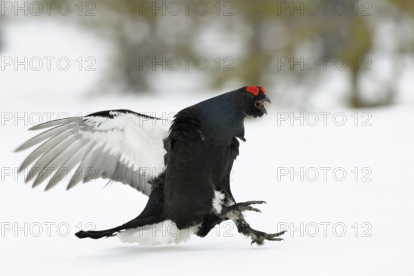 Black Grouse (Lyrurus tetrix) male, Sweden
