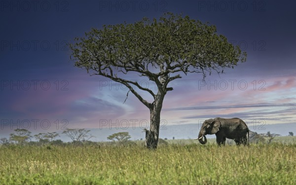 Afrikanischer Elefant (Loxodonta africana) Elefanten Bulle steht einsamer unter Leberwurstbaum (Kigelia africana) in Savanne, Serengeti National Park, Tansania | African elephant (Loxodonta africana) elephant bull standing lonely next to sausage tree (Kigelia africana) in savanna, Serengeti National Park; Tanzania
