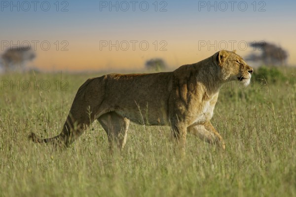 Löwe (Panthera leo) Weibchen streift alleine durch Savanne, Serengeti, Tansania | African Lion (Panthera leo) lonely female in savanna, Serengeti National Park; Tanzania