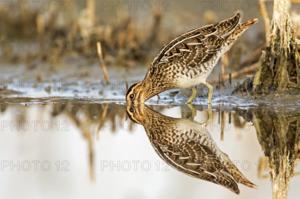 Common Snipe (Gallinago gallinago), Saxony-Anhalt, Germany