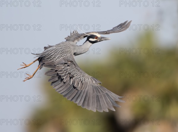Yellow-crowned Night Heron (Nyctanassa violacea) male flying, Florida, USA