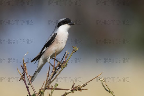Lesser Grey Shrike (Lanius minor), Cyprus