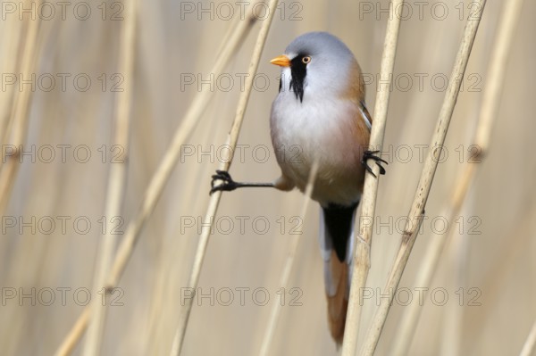 Bearded Reedling (Panurus biarmicus) male perched in reedbed, Mecklenburg-Western, Pomerania, Germany