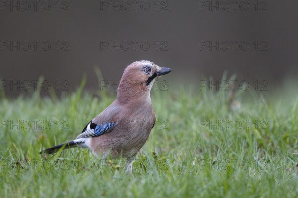 Eurasian Jay (Garrulus glandarius) perched on the ground, Poland