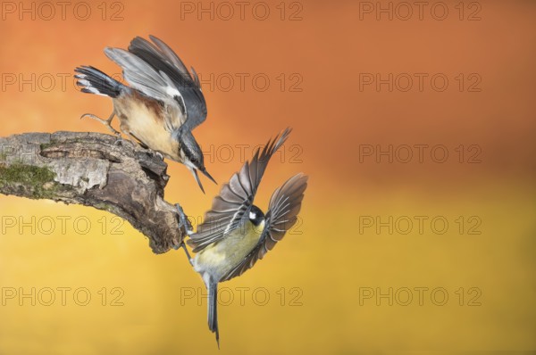 Eurasian Nuthatch & Great Tit (Sitta europaea & Parus major) Eurasian Nuthatch chasing a Great Tit, Aosta Valley, Italy