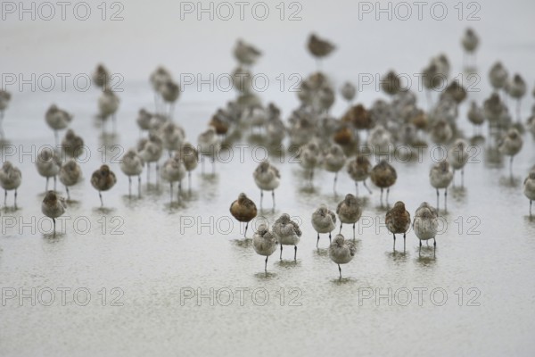 Bar-tailed Godwit (Limosa lapponica), Texel, Netherlands