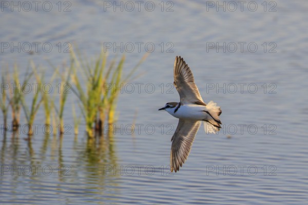 Kentish Plover (Charadrius alexandrinus) flying, Mallorca, Spain